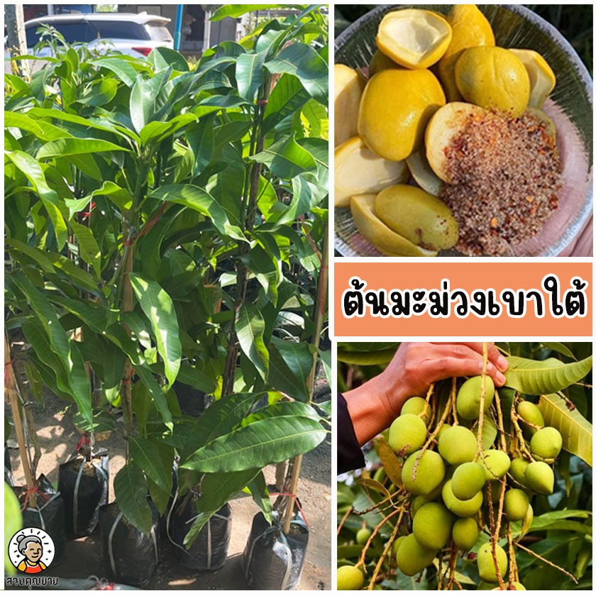 ต้นมะม่วงเบาใต้ ขนาด 50-60 ซม.ผลมีขนาดเล็กกว่ามะม่วงทั่วไป รูปร่างกลมรีหรือรีแหลม เปลือกบาง
