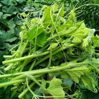 30 เมล็ดเมล็ดพันธุ์ยอดฟักทอง ฟักทองเก็บยอด Pumpkin เมล็ดฟักทองยอด เมล็ดพันธุ์ผัก เมล็ดผักสวนครัว