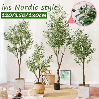 【สั่งแล้วฟรีกระถางดอกไม้】ต้นโอลีฟ ต้นมะกอกปลอม 120/150/180cm สไตล์นอร์ดิกอิน ลำต้นสีน้ำตาลเหมือนของจริง ต้นไม้ปลอมใหญ่