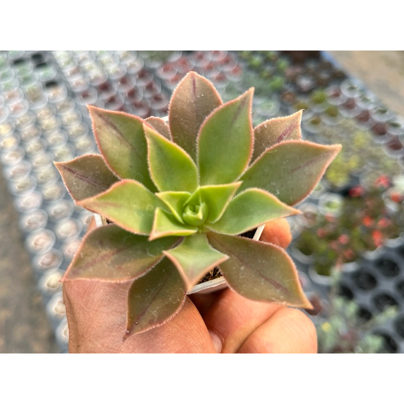 Aeonium haworthii กุหลาบหิน ไม้อวบนำ้ ขนาด 2 นิ้ว