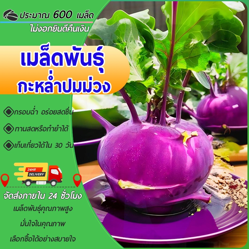 600 เมล็ด เมล็ดพันธุ์กะหล่ำปมม่วง เมล็ดกะหล่ำปมม่วง กะหล่ำปมม่วง โคราบี้สีม่วง เปลูกง่าย