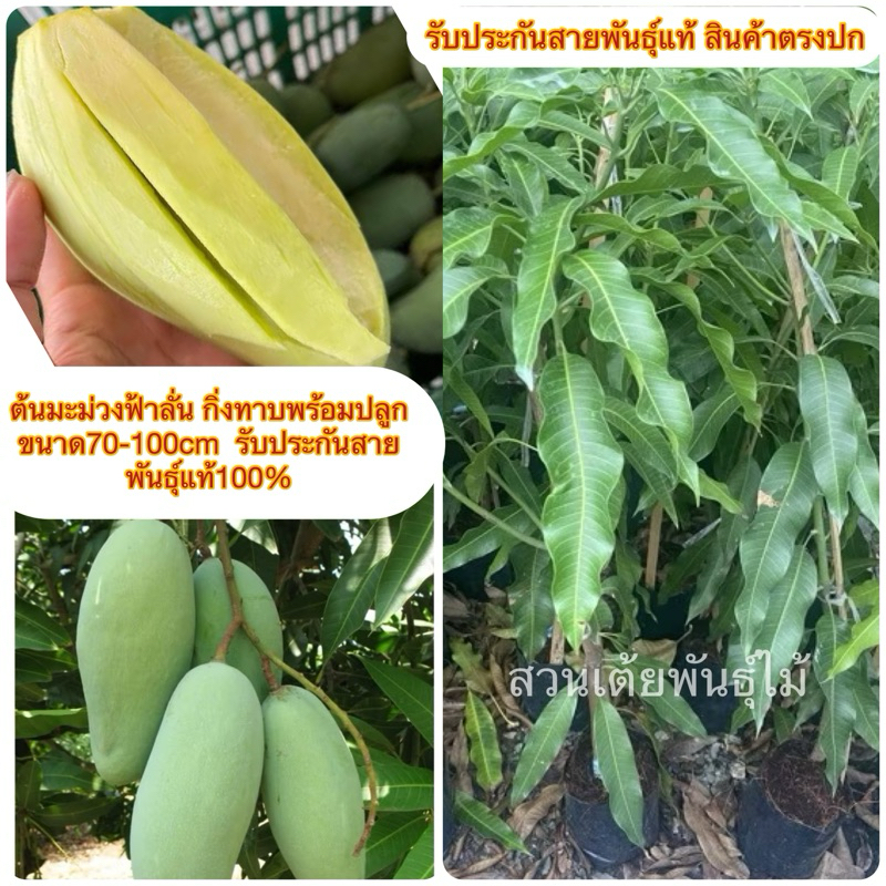 ต้นมะม่วงฟ้าลั่น กิ่งทาบพร้อมปลูกขนาด70-100cm รสชาติมันหวานอร่อย รับประกันสายพันธุ์แท้100%