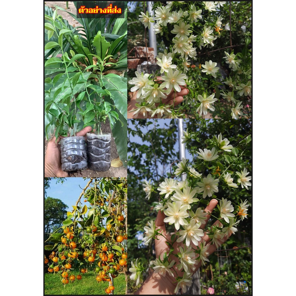 ต้นมะยมบาร์เบโดส Barbados Gooseberry มะนาวเถา แคคตัส เปเรสเกีย อาคูเลต้า Pereskia aculeata / tijmorhp