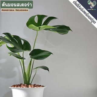 🌲ต้นมอนสเตอร่า"Monstera"ต้นใหญ่ สูง75-85+ซม.พร้อมกระถาง+จานรอง+เม็ดPopper+ขาตั้ง