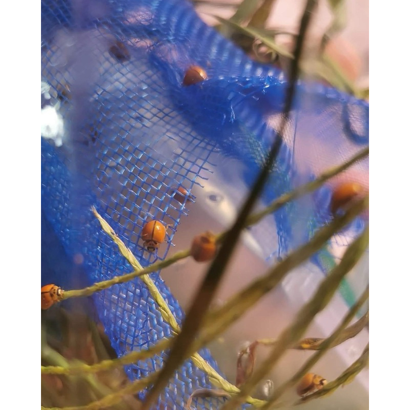 ตัวห้ำสีส้ม แมลงเต่าทอง ตกแต่งสวน Ladybug