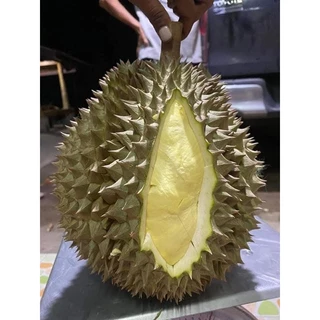 ทุเรียนหมอนทองพระร่วงแท้ ตัดแก่จัด ประกันเนื้อ เน้นเนื้อไม่เน้นทรง เนื้อนุ่มหวานละมุนลิ้น หอม กรอบ อร่อย