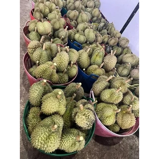 ทุเรียนหมอนทองพระร่วงแท้ ตัดแก่จัด ประกันเนื้อ เน้นเนื้อไม่เน้นทรง เนื้อนุ่มหวานละมุนลิ้น หอม กรอบ อร่อย