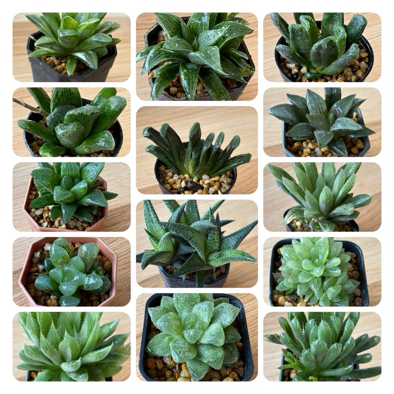 ฮาโวเทีย ไม้อวบน้ำ ขนาดกระถาง 2 นิ้ว 🚚ส่งทั้งกระถาง Succulent and havotia cuctus plant