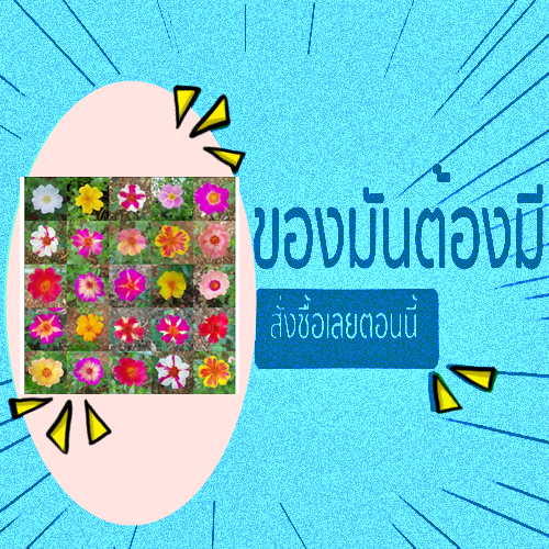 🎉เลือกสีได้ 🎀 คุณนายตื่นสาย 🍀ขั้นต่ำ20กิ่ง🌱กิ่งพันธุ์พร้อมปลูก ขออนุญาตแยกสีให้ตั้งแต่5กิ่งขึ้นไปค่ะ