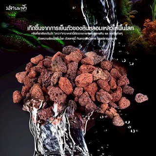 หินลาวาแดง หินลาวาดำ วัสดุกรองตู้ปลา บ่อปลา จากธรรมชาติ จมน้ำ มีรูพรุนสูง ช่วยเป็นที่อยู่ของแบคทีเรียได้เป็นอย่างดี