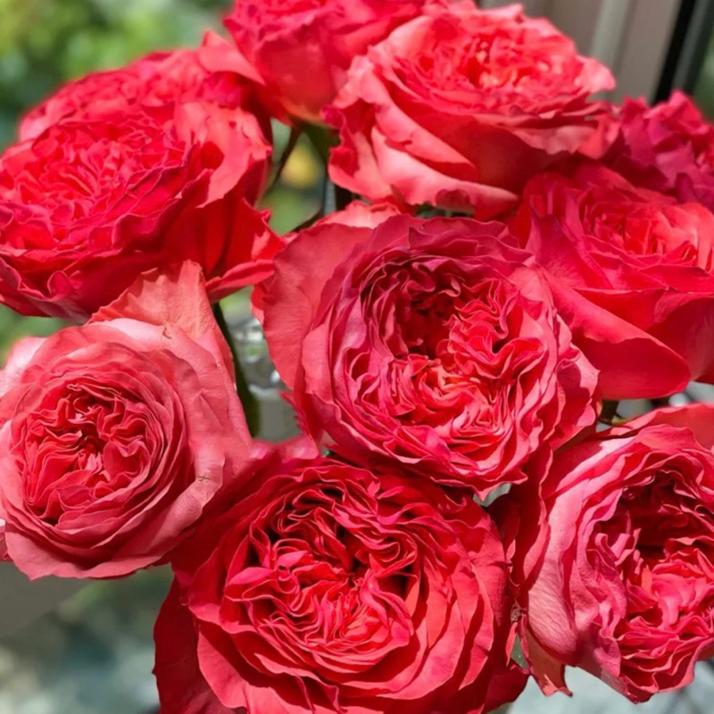 Red reeva rose  (New rose) กุหลายสายพันธุ์ใหม่ 🌹สวย luxury มาก 🎀📣กุหลาบที่สวยหรู บานทนบานนาน บาน2-4 