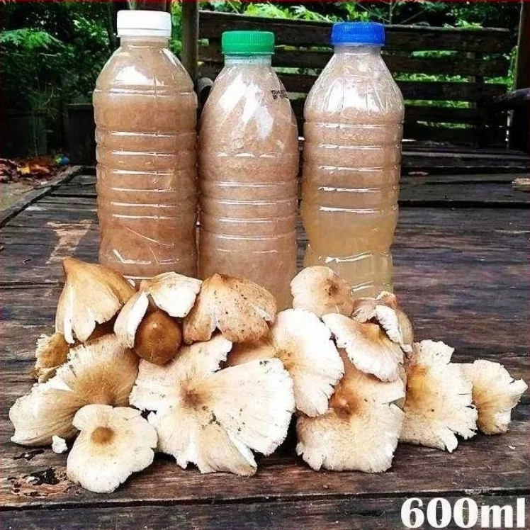 เชื้อเห็ดปลวกจิก เห็ดโคนกิก ปลวกตาบ เชื้อเดินดีเส้นใยแข็งแรง พร้อมปลูก 600มล.