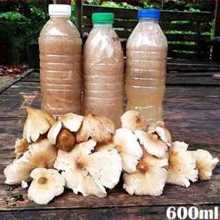 เชื้อเห็ดปลวกจิก เห็ดโคนกิก ปลวกตาบ เชื้อเดินดีเส้นใยแข็งแรง…