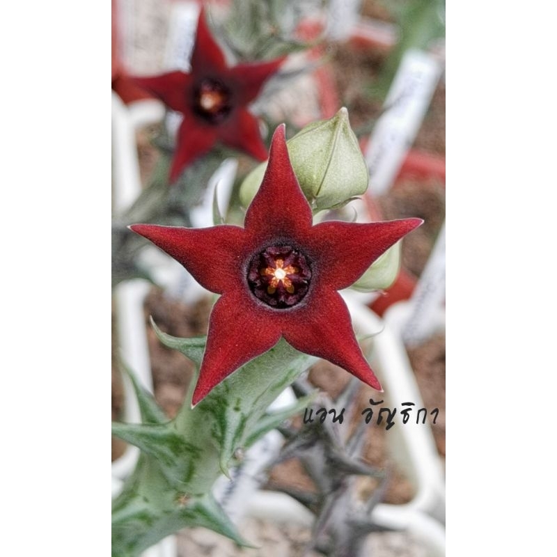 เก๋งจีน Orbea Commutata ดอกสวยมาก ส่งทั้งกระถาง