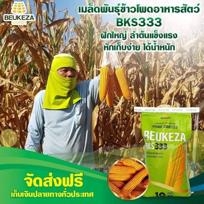 10 กก. เมล็ดพันธุ์ข้าวโพดเลี้ยงสัตว์ลูกผสม BKS333  บรรจุ 10 กิโลกรัม