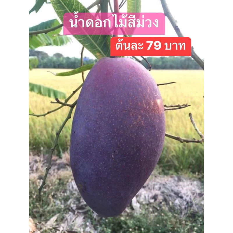 #ต้นมะม่วงน้ำดอกไม้สีม่วง ((เสียบยอด)) สูงราว50-60เซน 1 ปีติดผล