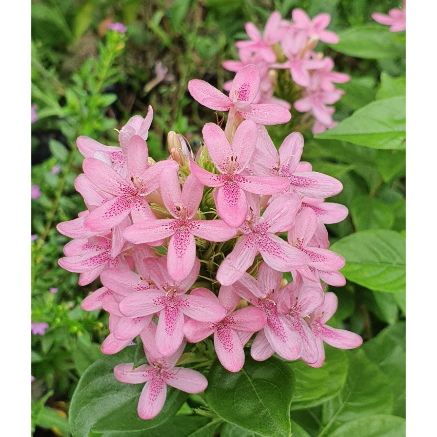 อเมริกันบิวตี้ ต้นอเมริกันบิวตี้ ดอกไม้สีชมพูหวาน ช่อเป็นพวงสวยมาก Ruspolia seticalyx, Pink Ruspolia