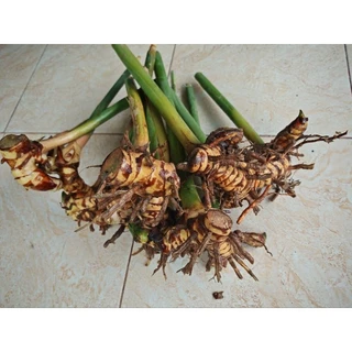 พันธุ์​ข่า​เหลือง​ พันธุ์​ข่าใหญ่​ ราคา​ถูก​มาก