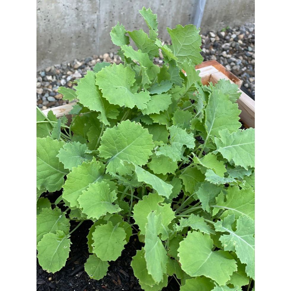 ต้นพันธุ์ เคลไซบีเรียน Siberian Kale หรือ เคล ไซบีเรียน  ถุงดำละ 29 บาท มีรสชาติและกลิ่นคล้ายคะน้า แ