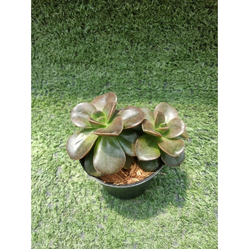 กุหลาบหิน Echeveria " Malaco " (Brown Rose)  [ฟอร์มกอ] ไม้ในกระถาง2"