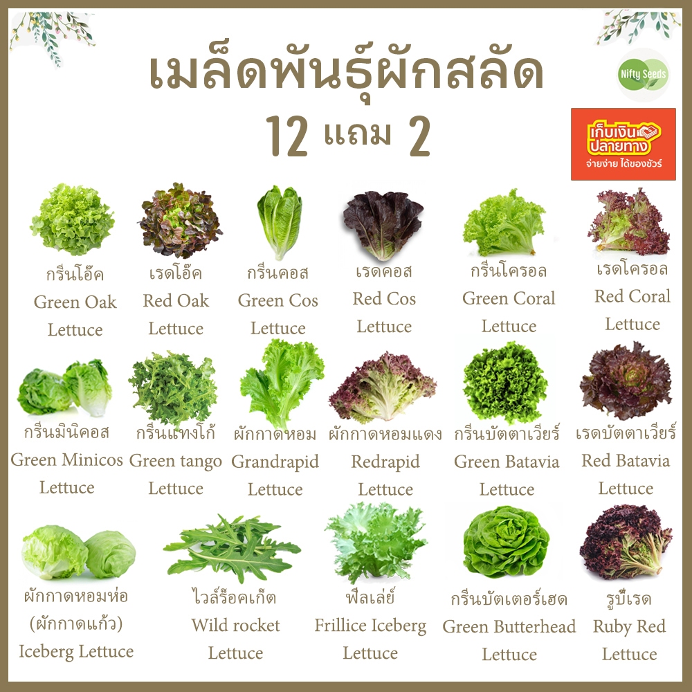 *เมล็ดปี68* เมล็ดพันธุ์ผักสลัด 100-300 เมล็ด 10 บาท การันตีงอกดีมาก เมล็ดผัก ผักสลัด