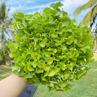 *เมล็ดปี68* เมล็ดพันธุ์ผักสลัด 100-300 เมล็ด 10 บาท การันตีงอกดีมาก เมล็ดผัก ผักสลัด