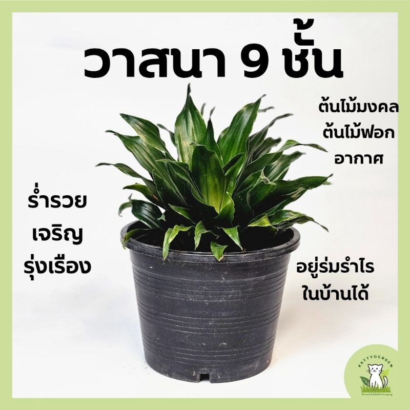 ต้นวาสนา 9 ชั้น ต้นไม้มงคล ต้นไม้ฟอกอากาศ ขนาดกระถางดำ 6 นิ้ว