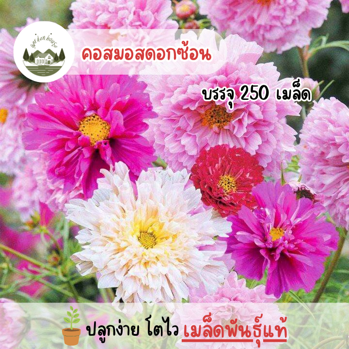 เมล็ดดอกคอสมอสกลีบซ้อน 250 เมล็ด