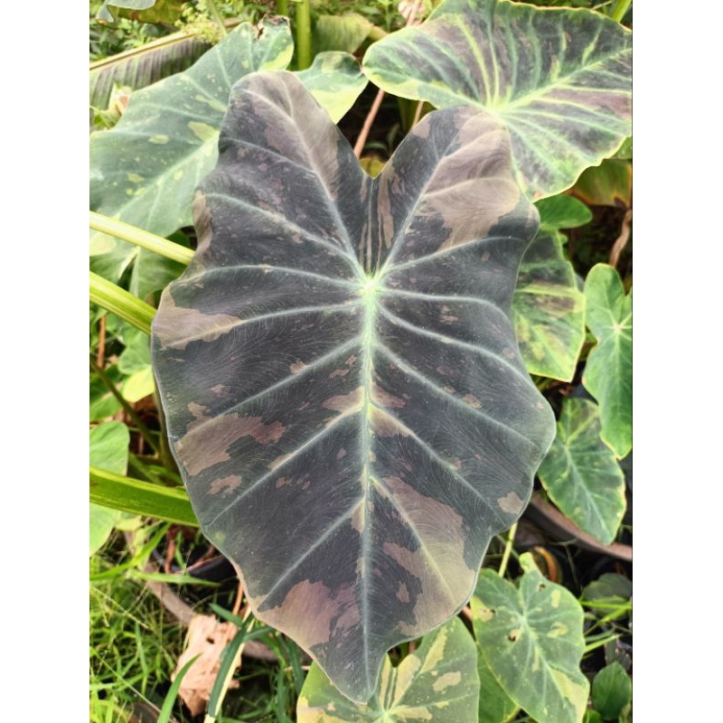 Colocasia midnight bride
