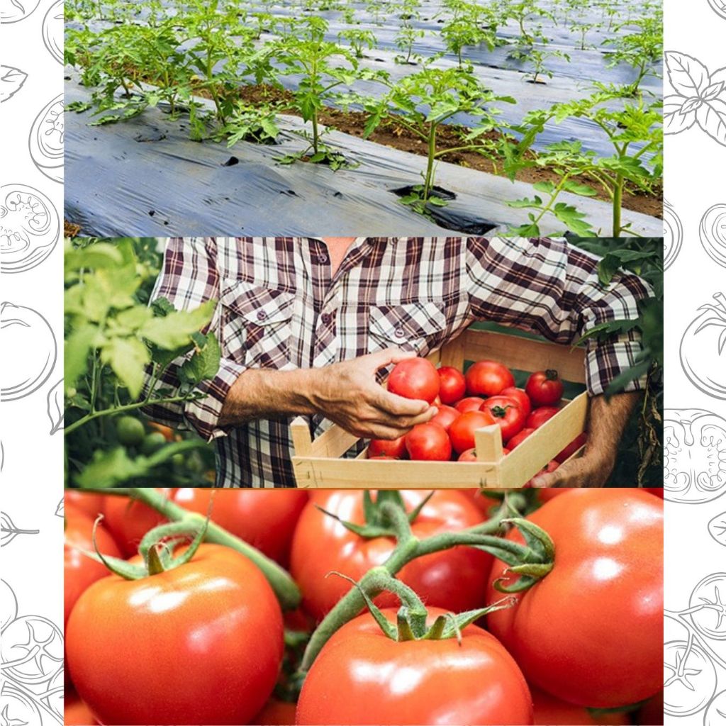 ผัก || มะเขือเทศอบแห้ง || ขนมกระต่าย Tomato รูปที่ 3