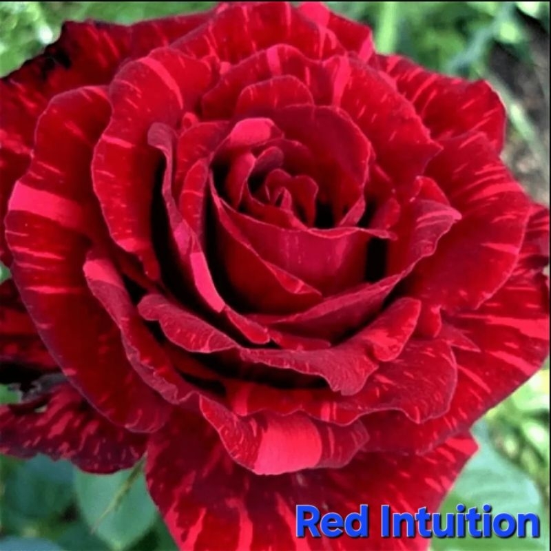 ซื้อ 5 แถม 1 กุหลาบ ต้นกุหลาบ กิ่งกุหลาบ (ส่ง 2 ต้นขึ้นไป) เลือกสายพันธุ์ได้ สายพันธุ์ต่างประเทศ ไม้ดอกไม้ประดับ - รูปที่ 4