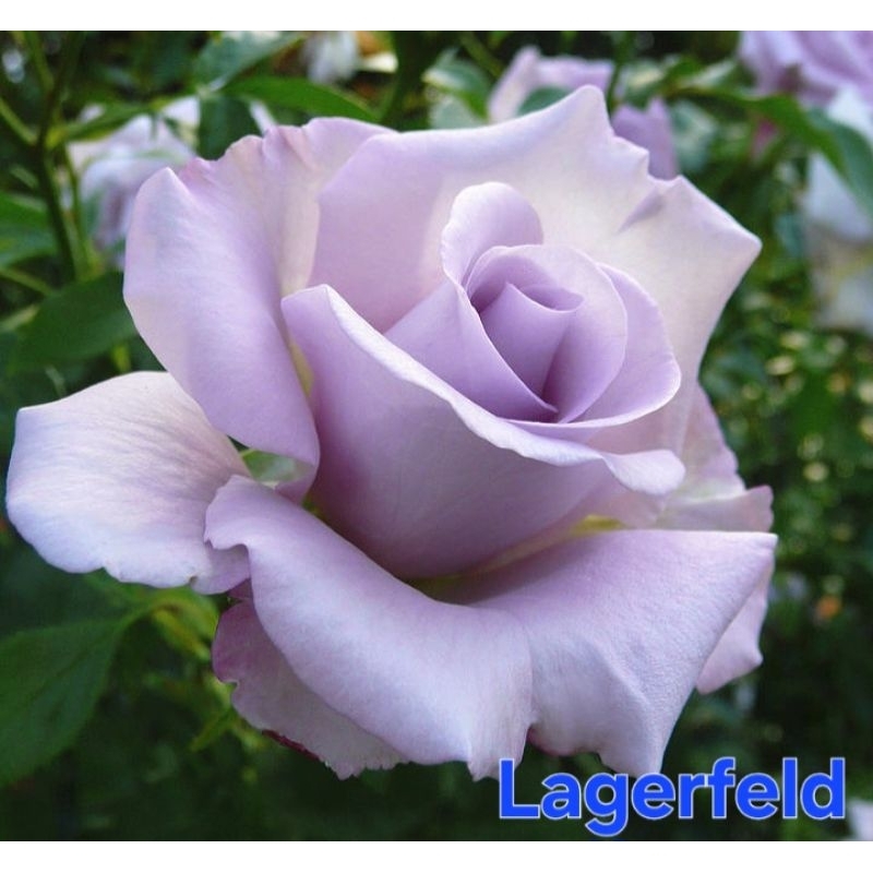 ซื้อ 5 แถม 1 กุหลาบ ต้นกุหลาบ กิ่งกุหลาบ (ส่ง 2 ต้นขึ้นไป) เลือกสายพันธุ์ได้ สายพันธุ์ต่างประเทศ ไม้ดอกไม้ประดับ - รูปที่ 5