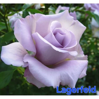 ซื้อ 4 แถม 1 กุหลาบ ต้นกุหลาบ กิ่งกุหลาบ (ส่ง 2 ต้นขึ้นไป) เลือกสายพันธุ์ได้ สายพันธุ์ต่างประเทศ ไม้ดอกไม้ประดับ