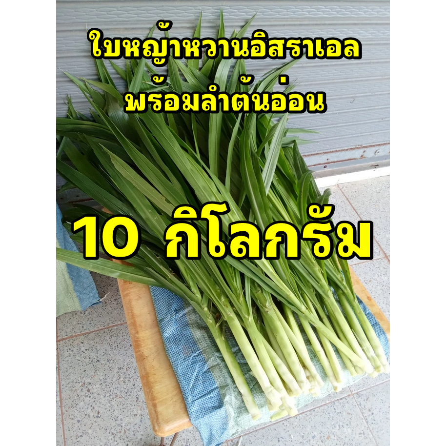 ใบหญ้าหวานอิสราเอลพร้อมลำต้นอ่อน 10 กิโลกรัม ตกกิโลละ 20 บาท เลี้ยงวัว ควาย แพะ แกะ ไก่ไข่ สัตว์ฟันแทะ