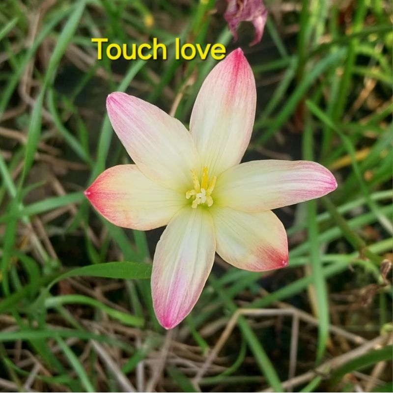 บัวดินZ.Touch love (ทัชเลิร์ฟ)