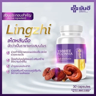ยันฮี ฟอร์ซินเนีย YANHEE FOZINNIA