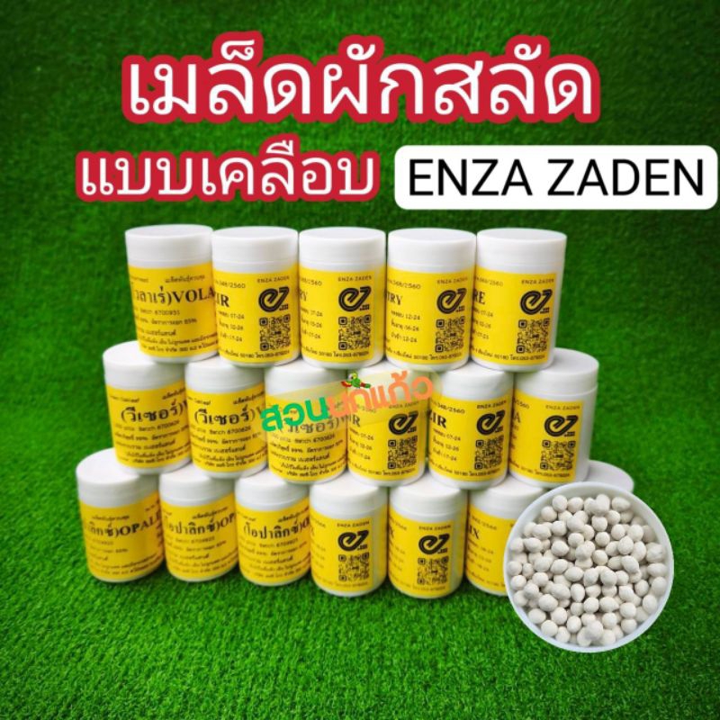 เมล็ดพันธุ์ผักสลัด ชนิดเมล็ดเคลือบ ENZA ZADEN แบ่งบรรจุ 20 เมล็ด