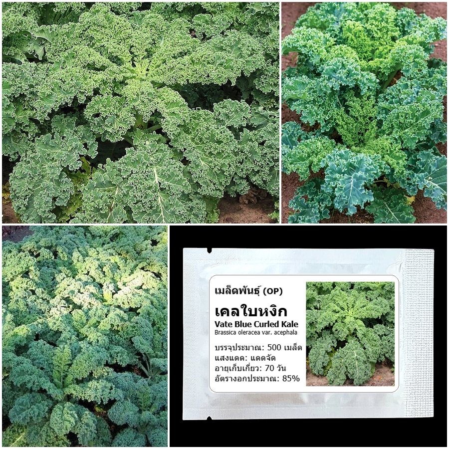เมล็ดพันธุ์ เคลใบหงิก เวทบูล Vate Blue Curled Kale Seed 500 เมล็ด คุณภาพดี ของแท้ 100%