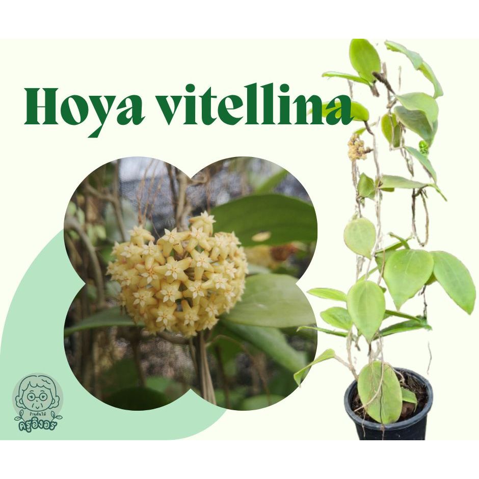 Hoya ต้นไม้เลี้ยงง่าย (Hoya vitellina)