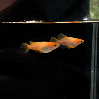 NEW!!🔥ไข่ Toutenkou Hikari Dubble Tail ⭐️✨สวยจัดดด! สวยยันเง…