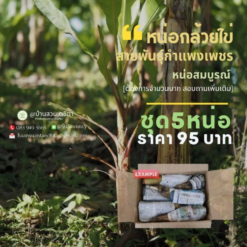หน่อกล้วยไข่พันธุ์กำแพงเพชรแท้💯 ชุด5หน่อ95บาท
