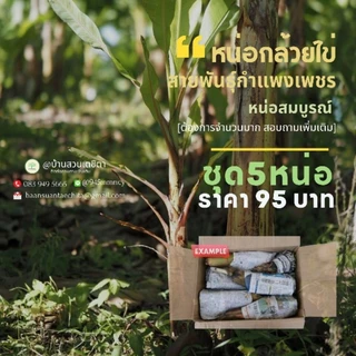หน่อกล้วยไข่พันธุ์กำแพงเพชรแท้💯 ชุด5หน่อ95บาท