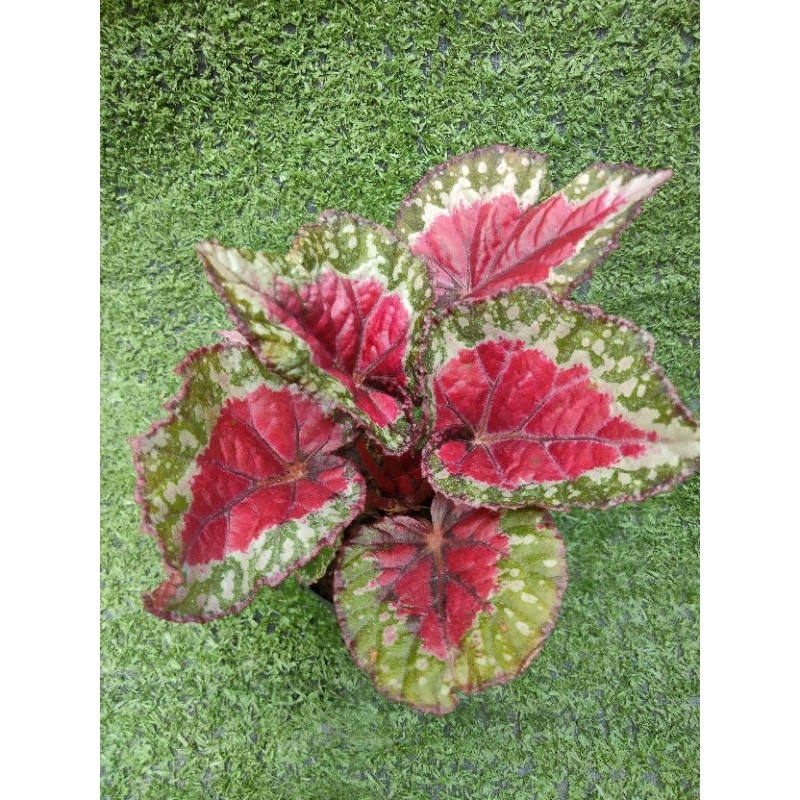 ต้นบีโกเนีย"Salsa"[Begonia Rex "Salsa"] ไม้ในกระถาง3"
