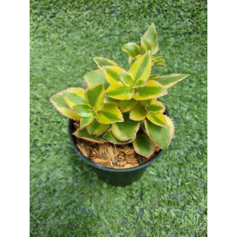 ต้นหยกเลื้อยลายด่าง [ Crassula sarmentosa variegated " Comet " ] ไม้ในกระถาง2"