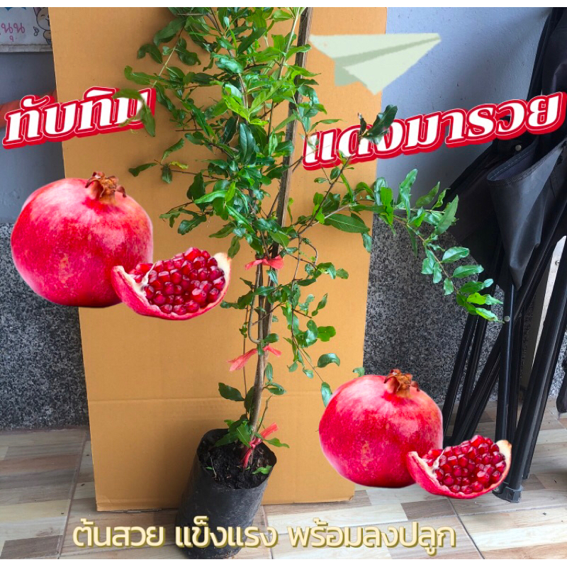 ทับทิมแดงมารวย 1 ต้น สวยแข็งแรง ติดง่าย