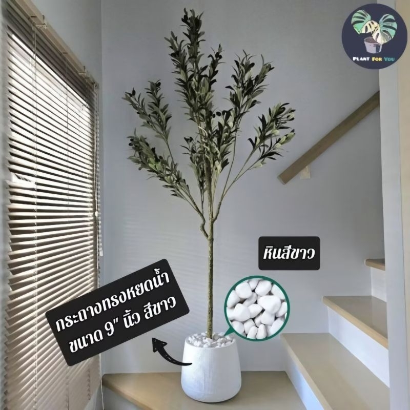 🫒 ต้นมะกอกโอลีฟ Olive ต้นไม้ปลอมเกรดพรีเมี่ยม 150 Cm. ครบชุดพร้อมตั้งโชว์