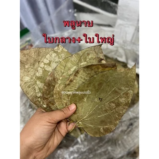 พลูนาบกินกับหมาก ใบพลูนาบ ใบพลูแห้ง คละไซส์เล็กกลางใหญ่ ขนาด 100 g