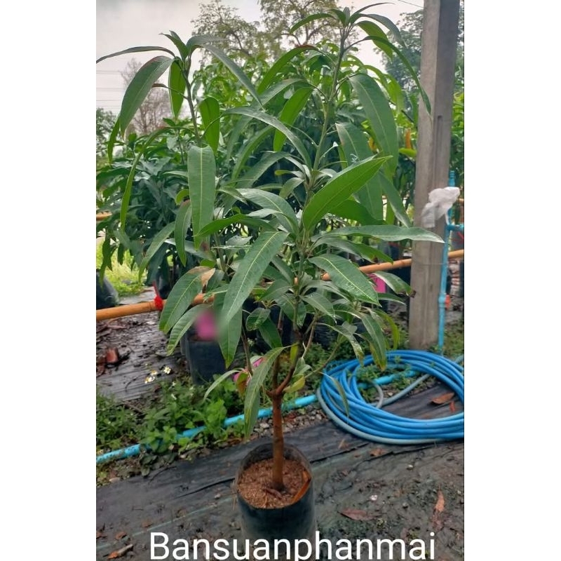 ต้นมะม่วง พันธุ์กุ้ยเฟย ต้นเสียบยอด สูง 1.5-1.7 เมตร