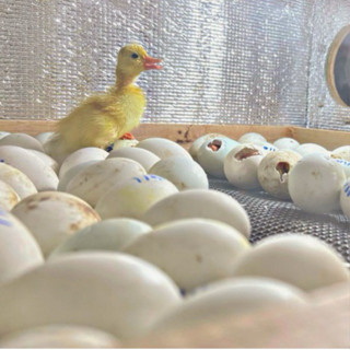 ไข่เชื้อเป็ดเจ้อเจียงเริ่มต้น1ฟอง(รับประกันเชื้อเดิน80% พันธ…