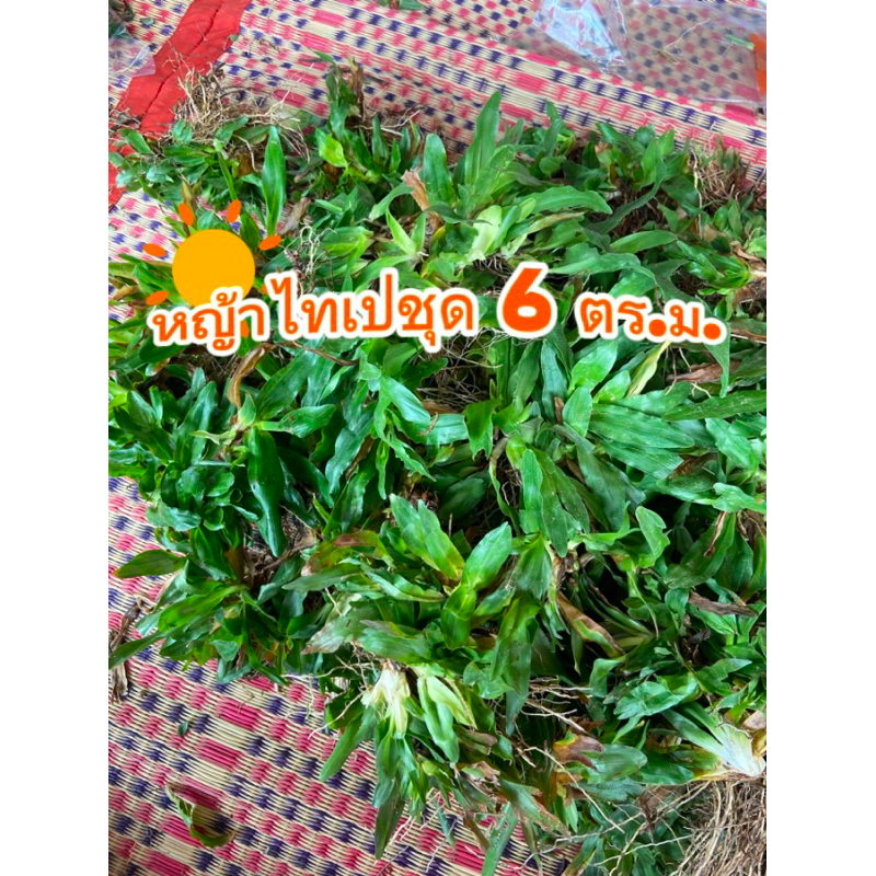 หญ้าไทเป ชุด 6 ตร.ม. (3kg) ทนแดดทนฝน🌧️
